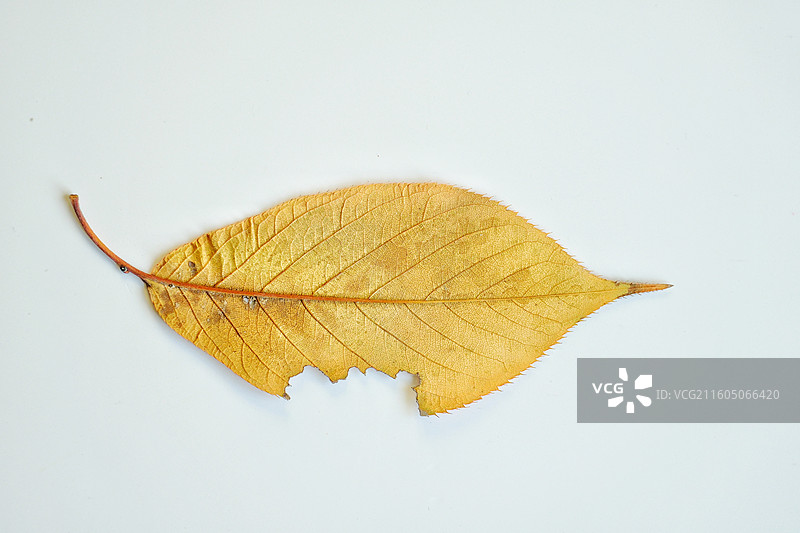 秋天白色背景下落叶红黄树叶脉细胞纹理特写。背景壁纸设计素材图片素材