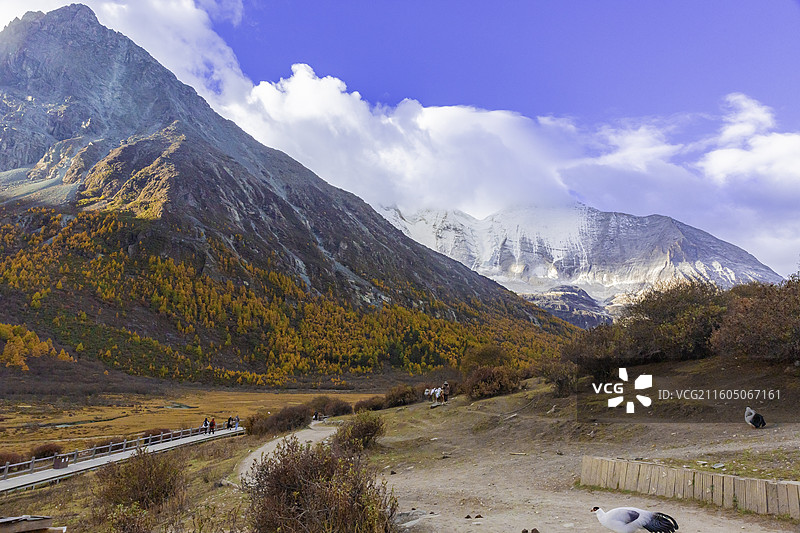 四川省甘孜藏族自治州，稻城亚丁洛绒牛场，彩林，雪山图片素材