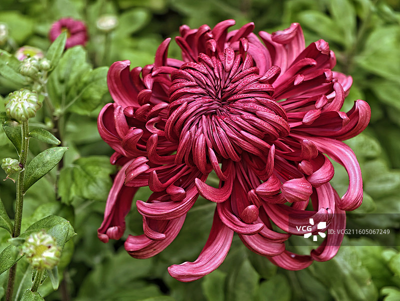 《绛云绻》秋深卷绛云，露凝瓣上痕。风过柔梢颤，醉了一园温。图片素材