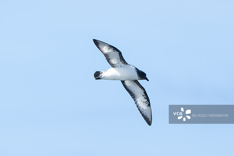 南极，花斑海燕（Cape Petrel）图片素材