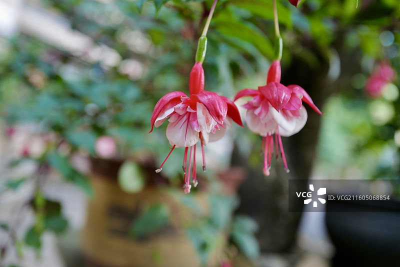 倒挂金钟、灯笼花图片素材