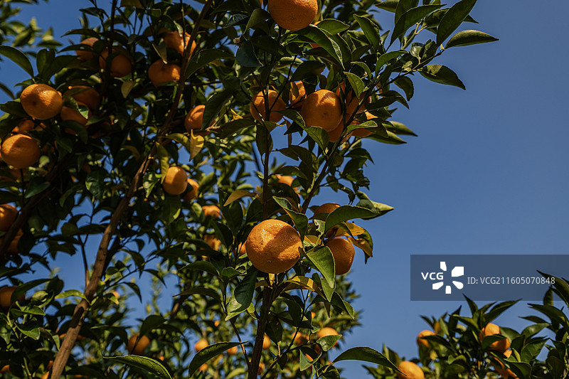 金黄色的成熟橘子图片素材