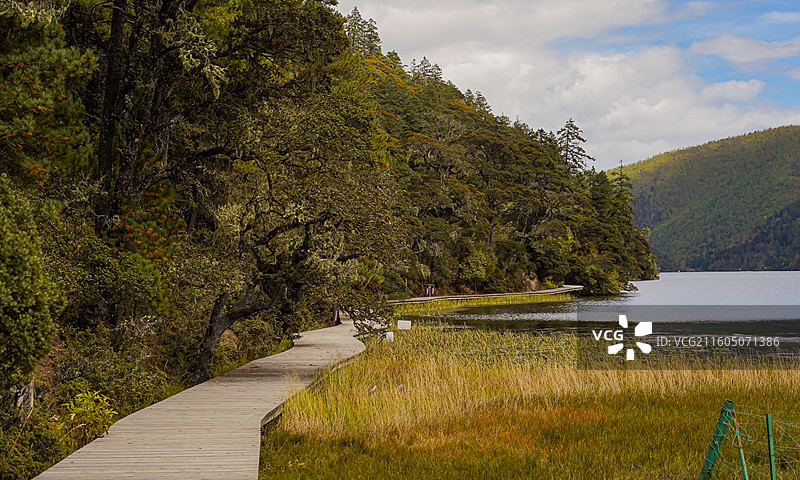 普达措森林湖畔栈道图片素材