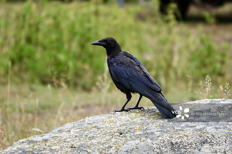 石头上的小嘴乌鸦图片素材