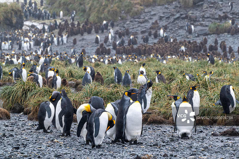 南乔治亚岛，王企鹅，王企鹅幼崽，王企鹅宝宝图片素材