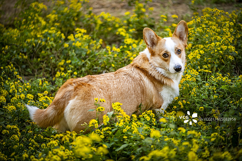 野菊花丛中的柯基图片素材