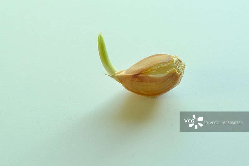 白色背景下一颗一粒发芽的蒜瓣。留白设计素材元素图片素材
