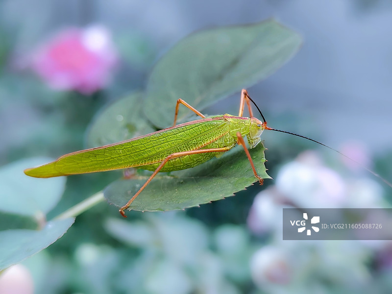 叶上螽斯图片素材