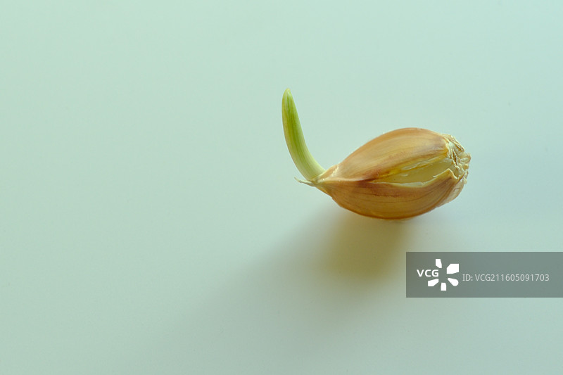 白色背景下一颗一粒发芽的蒜瓣。留白设计素材元素图片素材