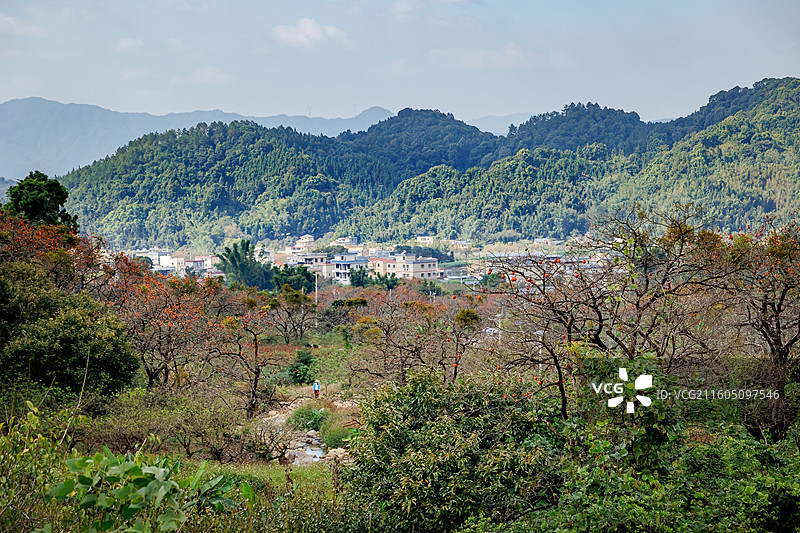 广州从化桂峰村柿子图片素材