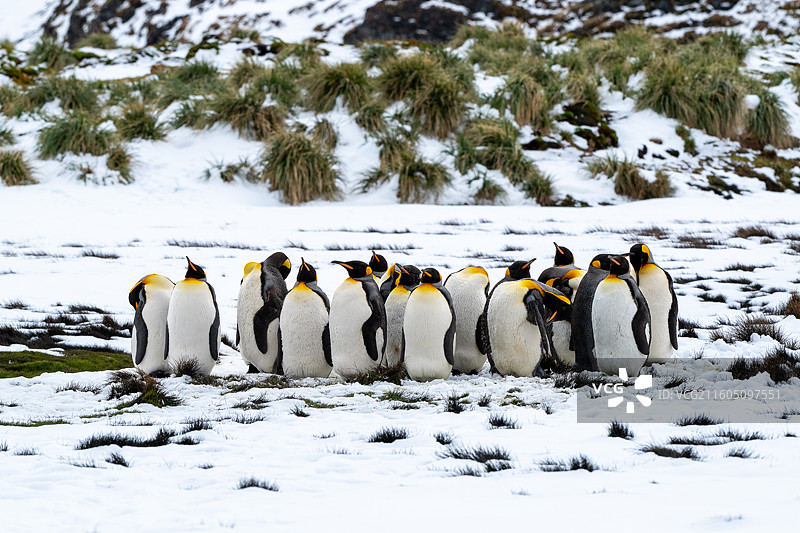 南乔治亚岛，王企鹅，王企鹅幼崽，王企鹅宝宝图片素材