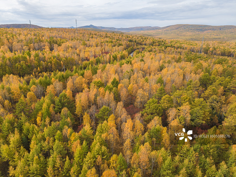 航拍秋景兴安落叶松下的公路，黄绿相间的松树，最美公路，秋摄，内蒙古呼伦贝尔图片素材