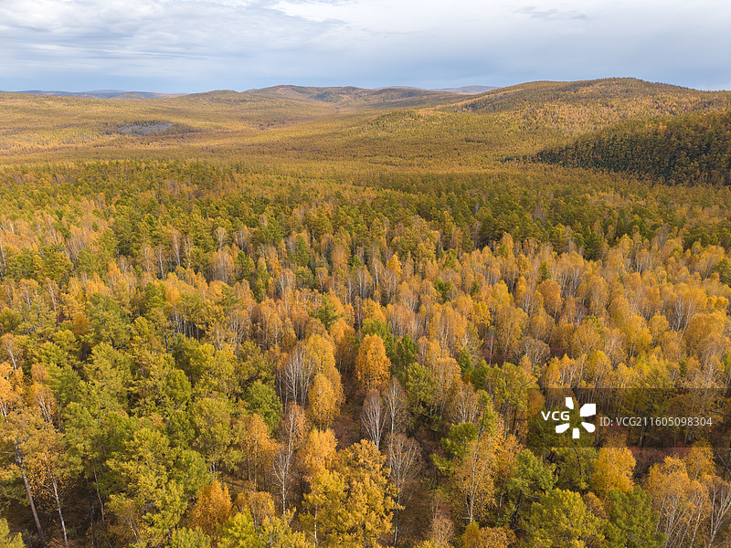 航拍秋景兴安落叶松下的公路，黄绿相间的松树，最美公路，秋摄，内蒙古呼伦贝尔图片素材