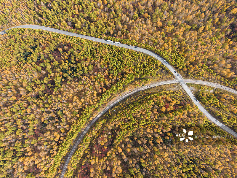 航拍秋景兴安落叶松下的公路，黄绿相间的松树，最美公路，秋摄，内蒙古呼伦贝尔图片素材