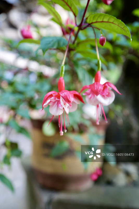 倒挂金钟、灯笼花图片素材