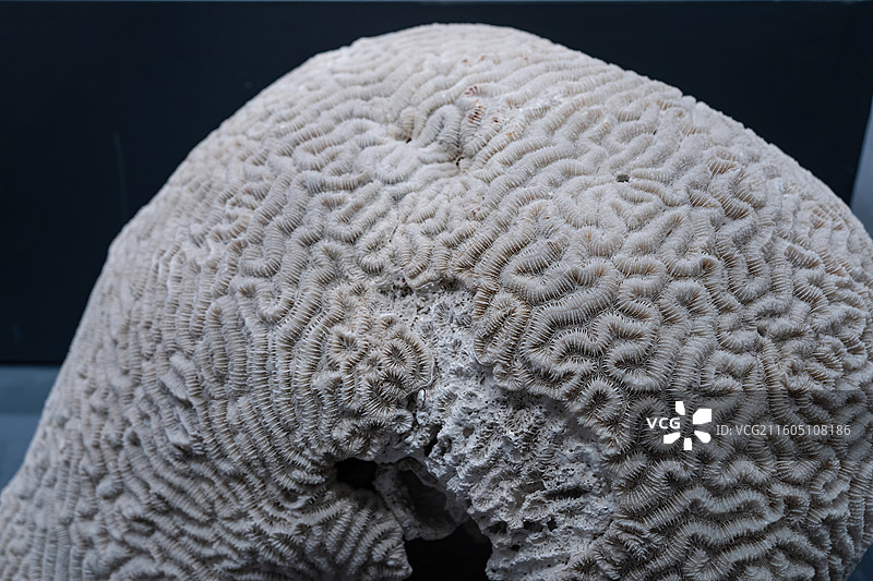 新疆地质矿产博物馆藏白色脑状珊瑚图片素材