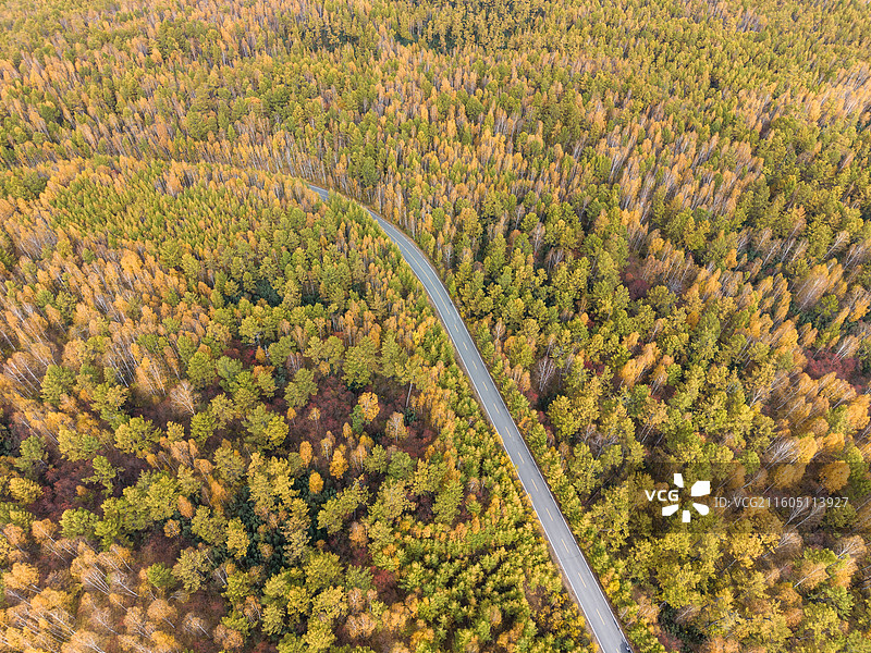 航拍秋景兴安落叶松下的公路，黄绿相间的松树，最美公路，秋摄，内蒙古呼伦贝尔图片素材