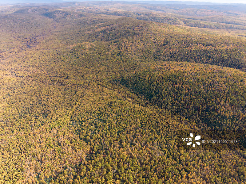航拍秋景兴安落叶松下的公路，黄绿相间的松树，最美公路，秋摄，内蒙古呼伦贝尔图片素材