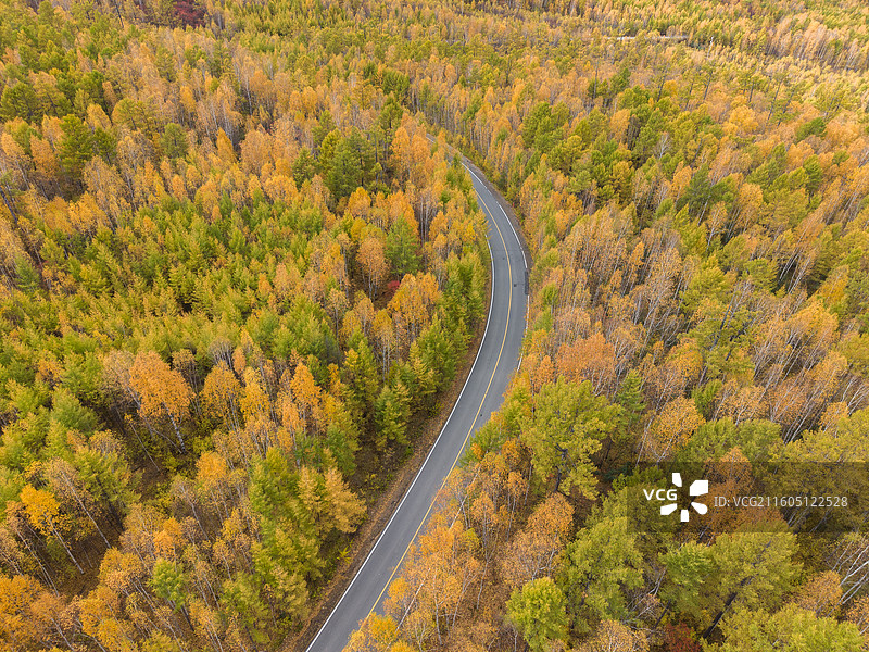 航拍秋景兴安落叶松下的公路，黄绿相间的松树，最美公路，秋摄，内蒙古呼伦贝尔图片素材