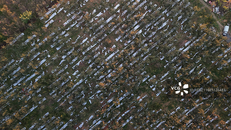苹果地图片素材