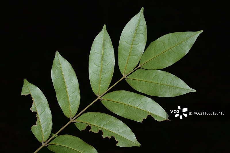 南方珍稀濒危园林树种-Ormosia semicastrata f. pallida苍叶红豆图片素材