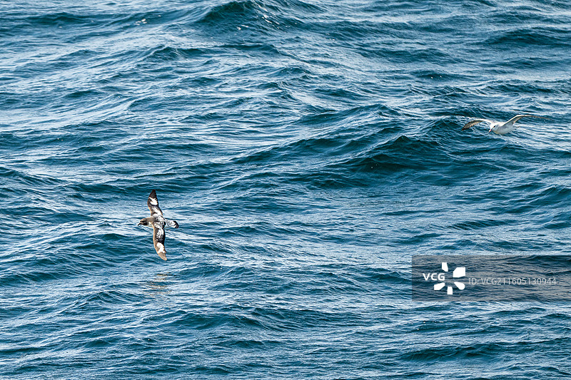 南极，花斑海燕（Cape Petrel）图片素材