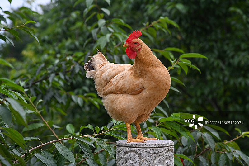 鸡图片素材