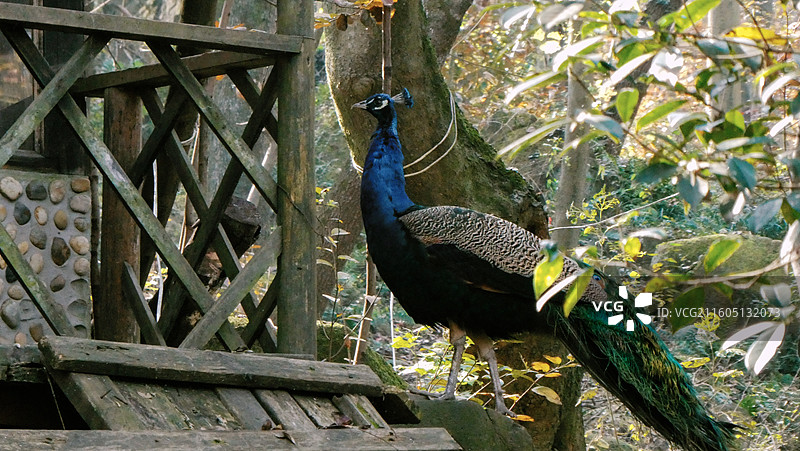 淮安文旅盱眙铁山寺国家森林公园孔雀园里拍摄到孔雀多视角组图图片素材