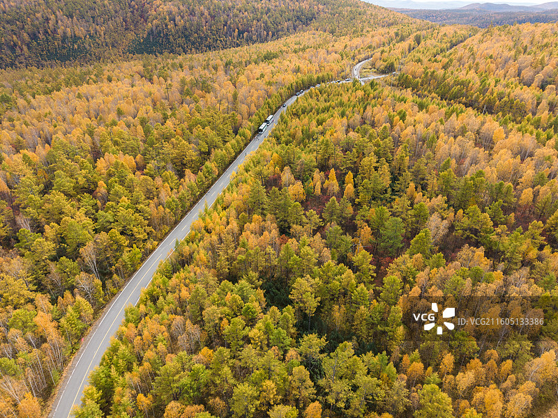 航拍秋景兴安落叶松下的公路，黄绿相间的松树，最美公路，秋摄，内蒙古呼伦贝尔图片素材