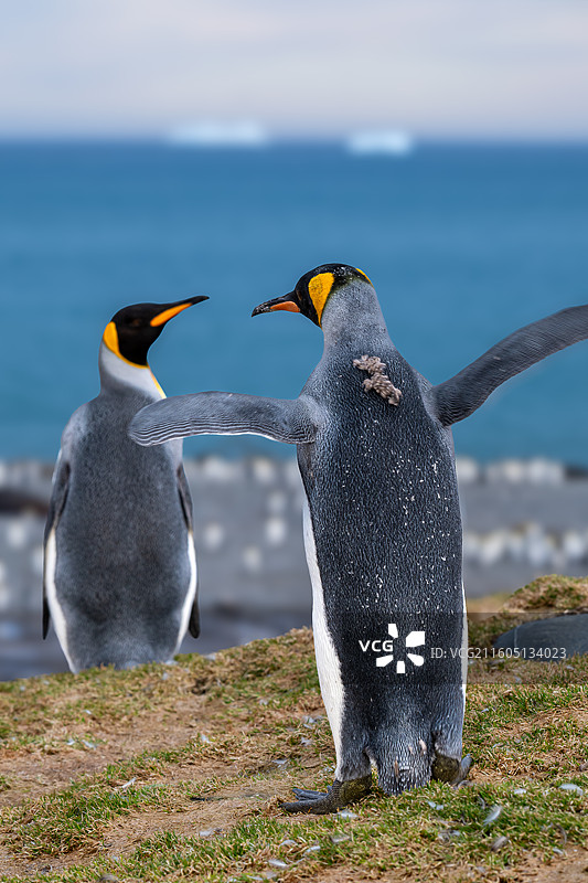 南乔治亚岛，王企鹅，王企鹅宝宝图片素材