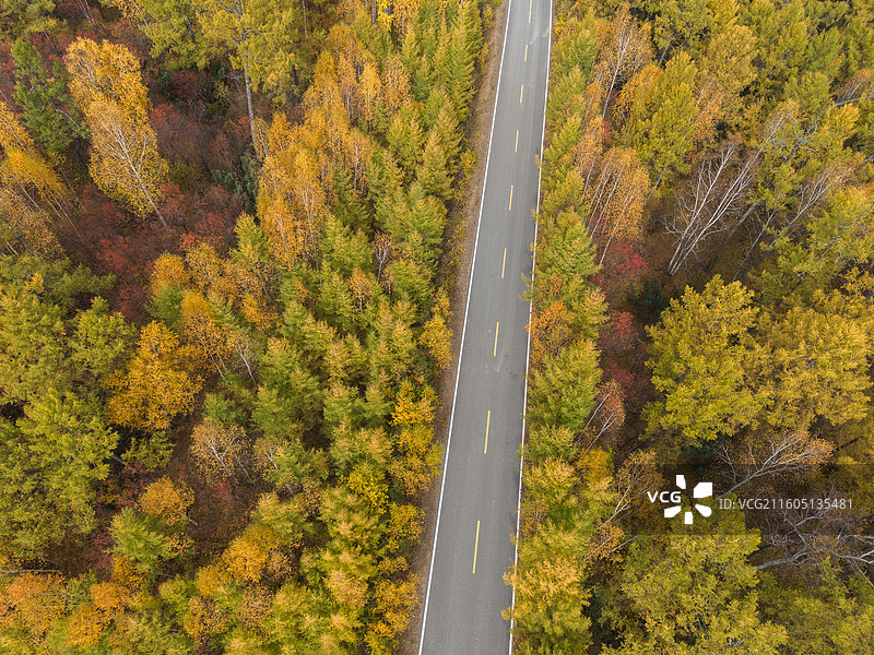 航拍秋景兴安落叶松下的公路，黄绿相间的松树，最美公路，秋摄，内蒙古呼伦贝尔图片素材