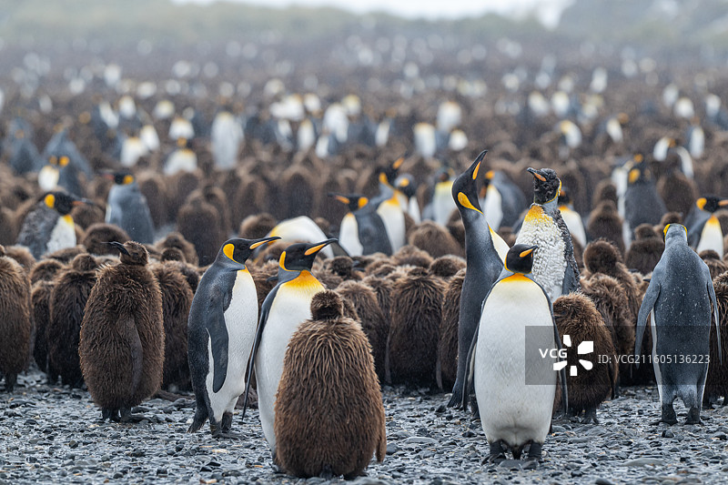 南乔治亚岛，王企鹅，王企鹅宝宝图片素材