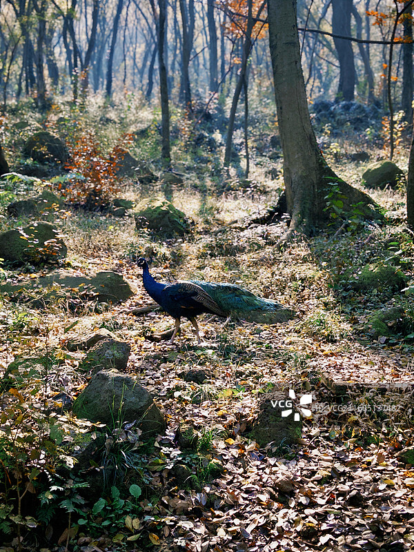 淮安文旅盱眙铁山寺国家森林公园孔雀园里拍摄到孔雀多视角组图图片素材