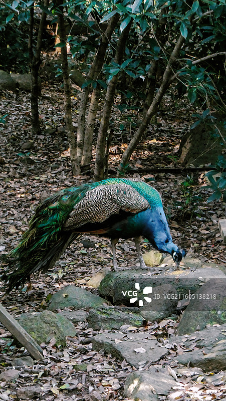 淮安文旅盱眙铁山寺国家森林公园孔雀园里拍摄到孔雀多视角组图图片素材