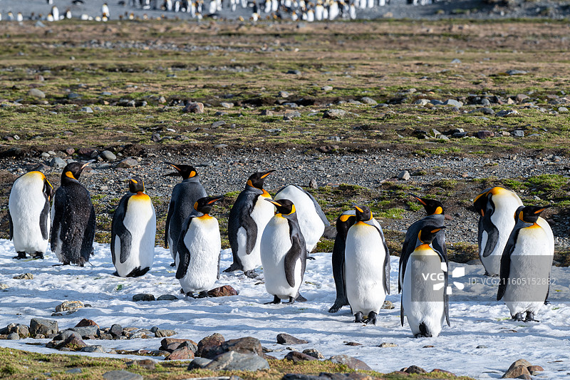 南乔治亚岛，王企鹅，王企鹅宝宝图片素材