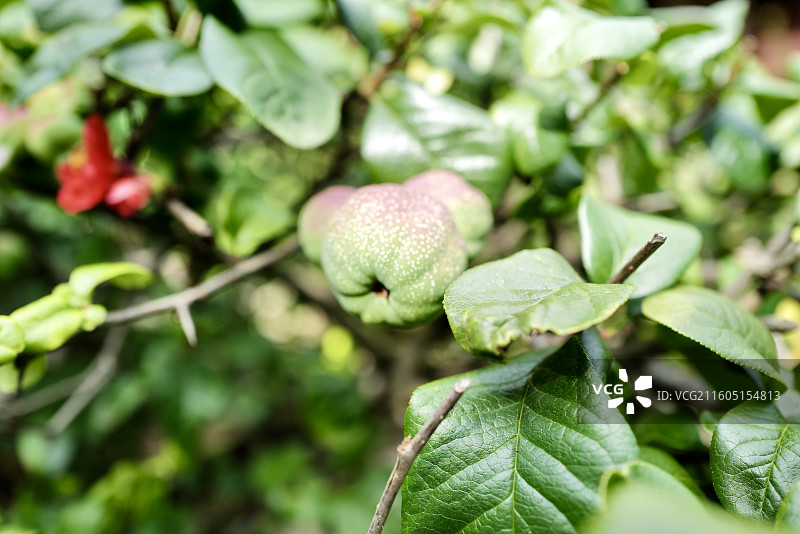皱皮木瓜图片素材