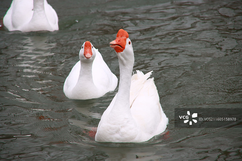 白天鹅图片素材