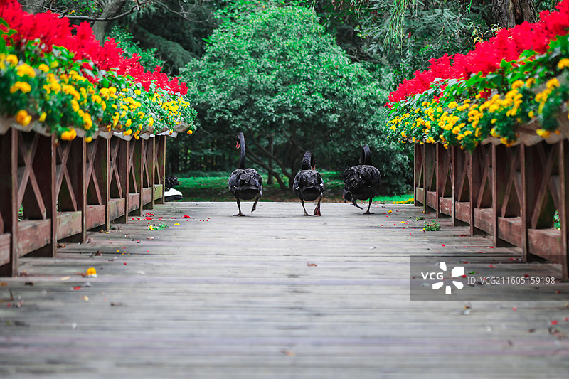 扬州市茱萸湾景区图片素材