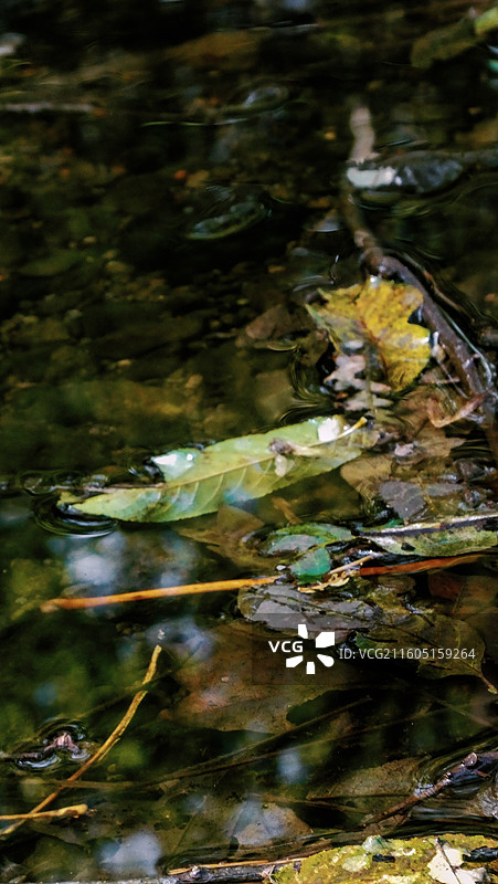 淮安文旅盱眙铁山寺国家森林公园溪流密布初冬落叶散落随波漂流多视角组图图片素材