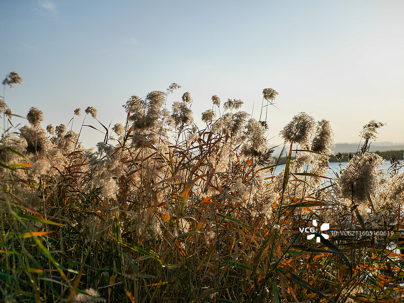 初冬季节的芦苇图片素材