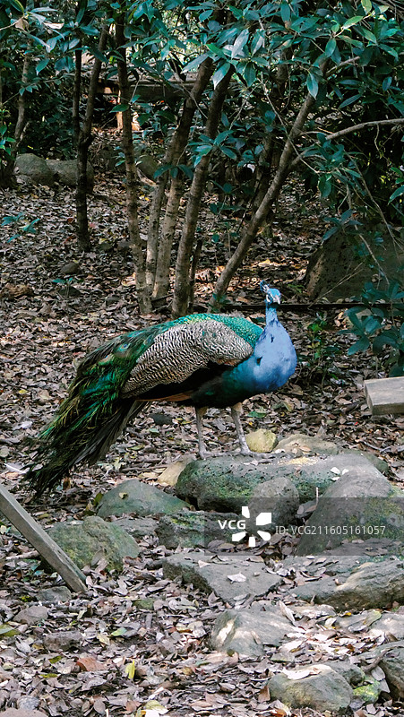 淮安文旅盱眙铁山寺国家森林公园孔雀园里拍摄到孔雀多视角组图图片素材