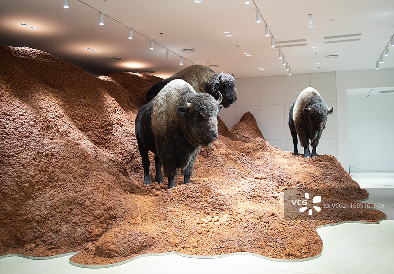 室内艺术装置 野牛模型图片素材