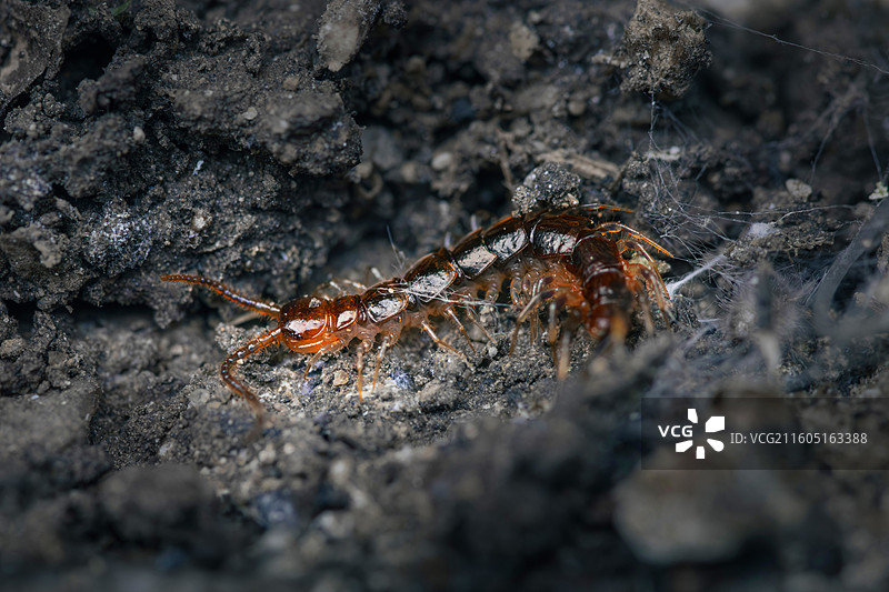 石蜈蚣图片素材