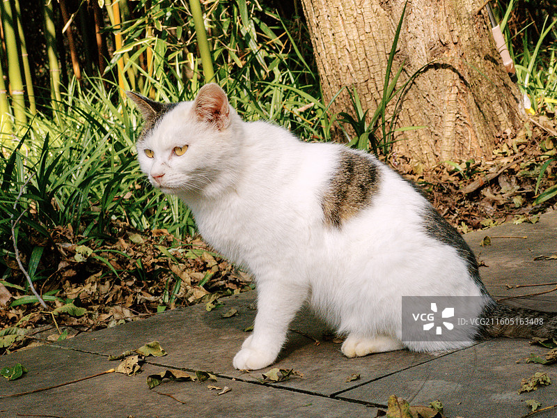 淮安文旅盱眙铁山寺国家森林公园内性格温和的白狸花猫多视角组图图片素材