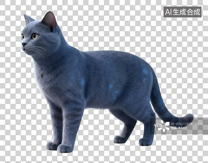 【AI数字艺术】蓝猫站立正面照图片素材