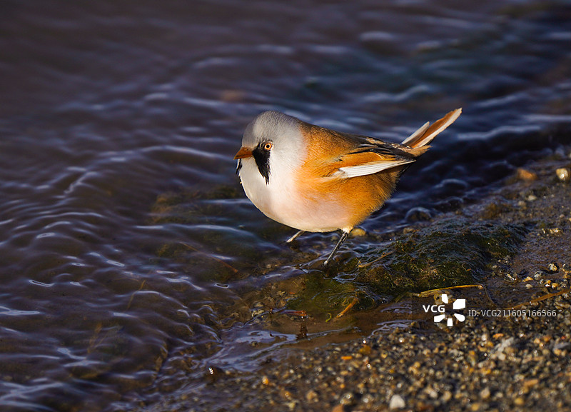 文须雀图片素材