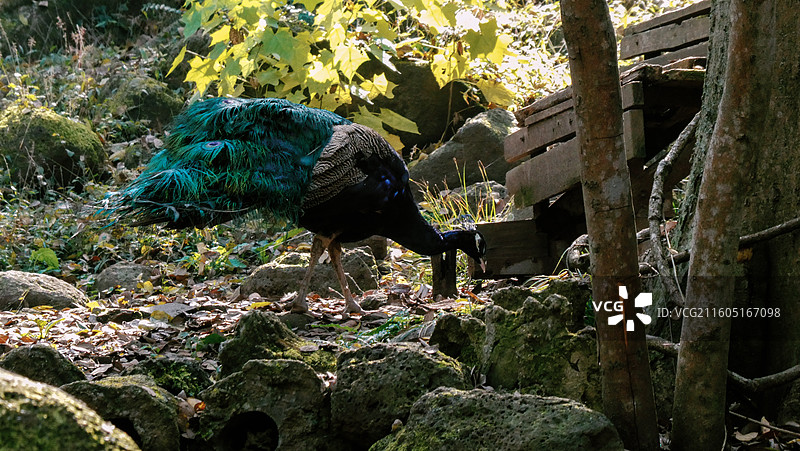 淮安文旅盱眙铁山寺国家森林公园孔雀园里拍摄到孔雀多视角组图图片素材