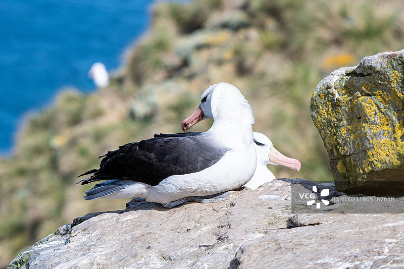 福克兰群岛，西点岛，漂泊信天翁图片素材