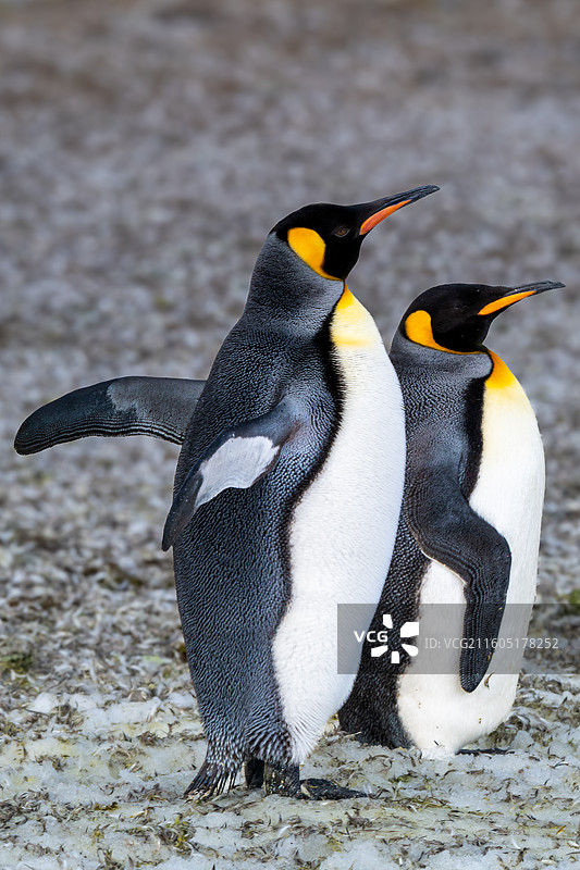 南乔治亚岛，王企鹅，王企鹅宝宝图片素材