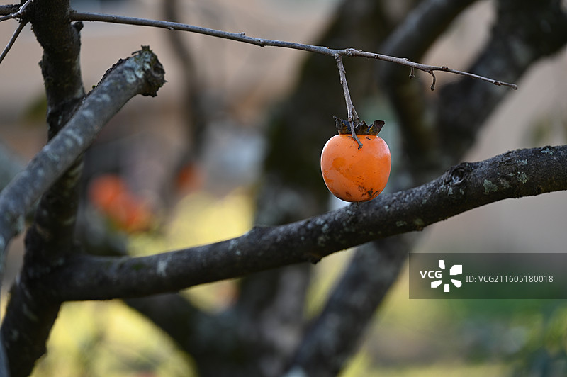 福建屏南龙潭古镇柿子图片素材